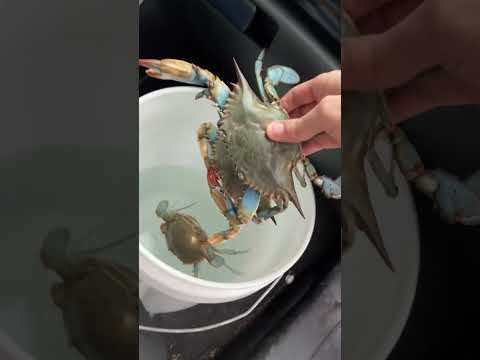 Crabs in the eel pit!