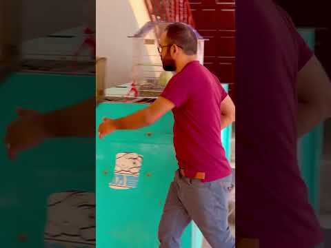 Smart Tota v/s Chalak Malik( part1) #shinewithshorts #ytshorts #shorts #funny #comedy