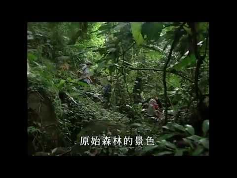 會走路的樹 - YouTube