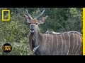 Wildlife Behavior and Tracking