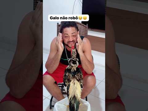 Não é um galo é um robô #shortvideo #comedia