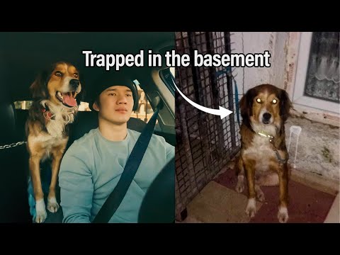 They Kidnapped My Dog