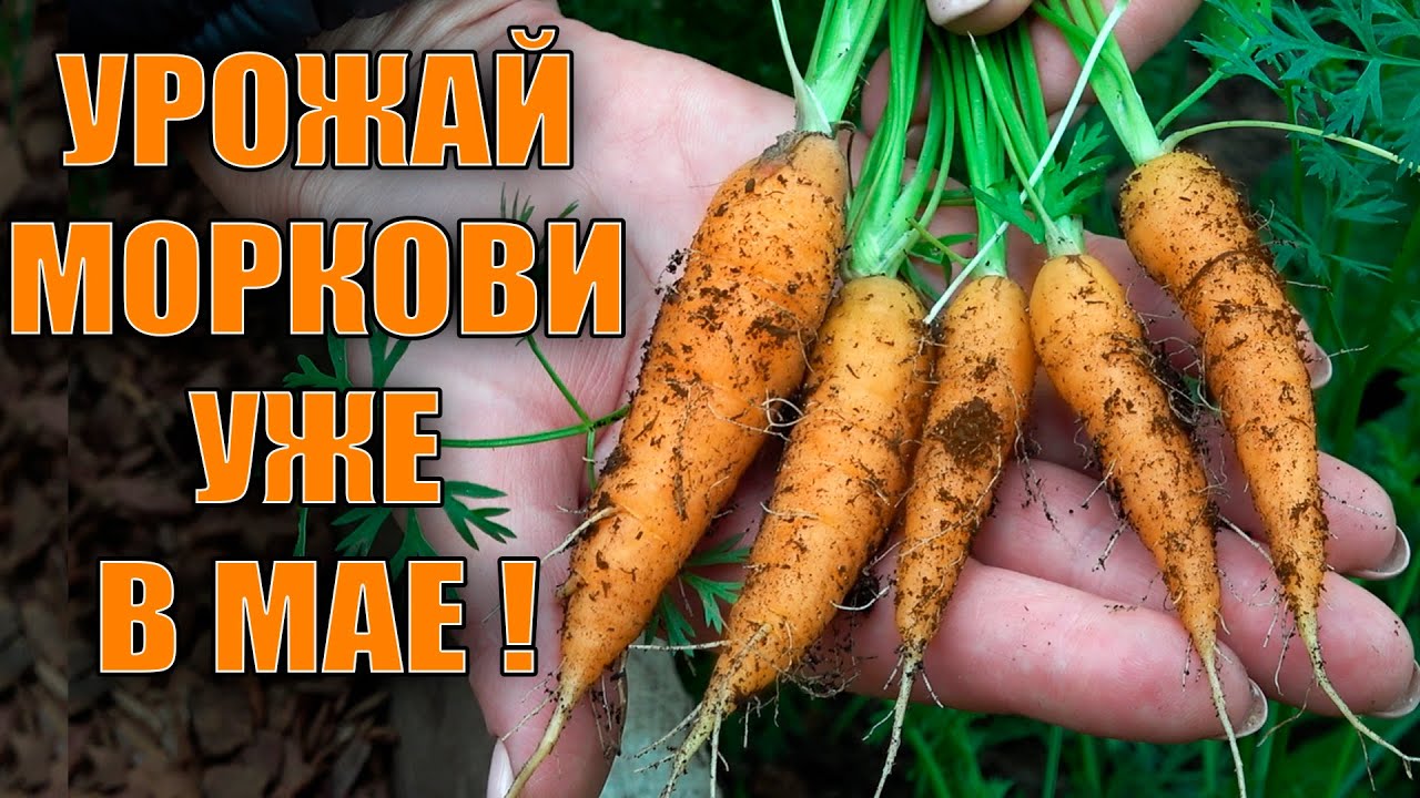 Как вырастить морковь рассадным букетным способом для очень раннего урожая!