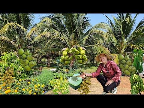 เบื่อจากงานประจำมาทำเกษตรปลูกมะพร้าวทำสวนผสมผสาน!!มีอยู่มีกิ ฉลามทองเนตร Channel เบื่อจากงานประจำมาทำเกษตรปลูกมะพร้าวทำสวนผสมผสาน!!มีอยู่มีกิ