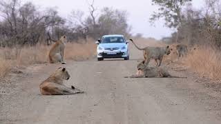 Pride of Lions passes us at sunset near Lower Sabie on the S128 and S30 junction, B1 Photo Safaris