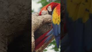 Even Scarlet Macaws know that sharing is caring 🥹 #NationalGeographic