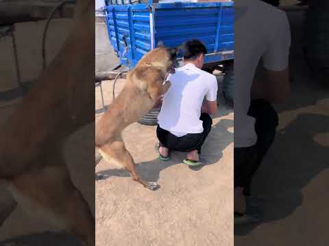 Hero Dog's UNBELIEVABLE Save! Owner Nearly Hit by Falling Cleaver! 😱