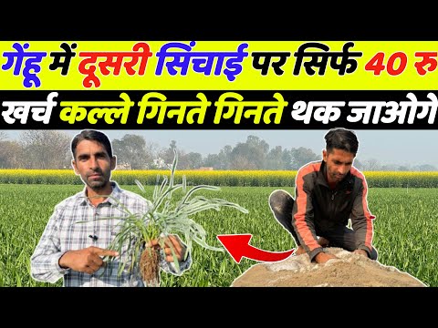 गेहूँ में दूसरी सिंचाई पर जरूरी खाद | Gehu me kalle kaise badhaye | Gehu ki kheti | Gehu me kalle