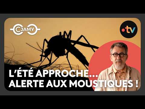 Moustiques : Piqûres, prévention et secrets bien gardés ! - C chaud - C Jamy