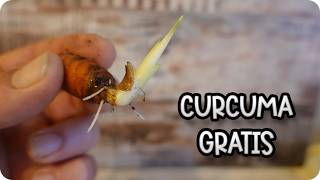 ¿Se puede germinar Curcuma de supermercado? || La Huertina De Toni
