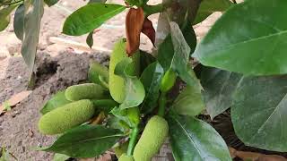 Penggalian Pemindahan Pohon Jambu Air