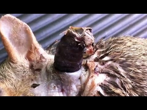 Gigantic Cuterebra Removed From Tiny Kitten's Neck (Part 97)