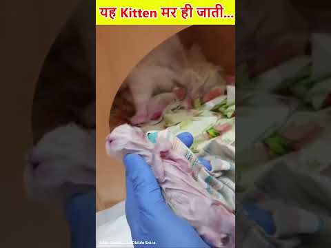 यह Kitten मर ही जाती अगर ...😭 #shorts #humanity