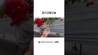 딸기 감별사🍓 #shorts