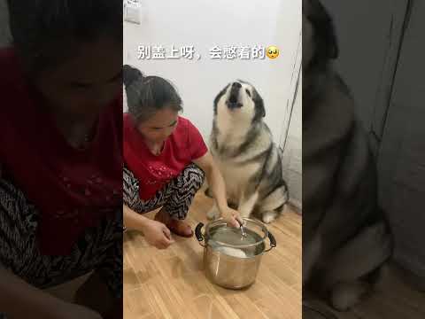 成精的狗：除了不會說話，啥都懂❤️#Shorts