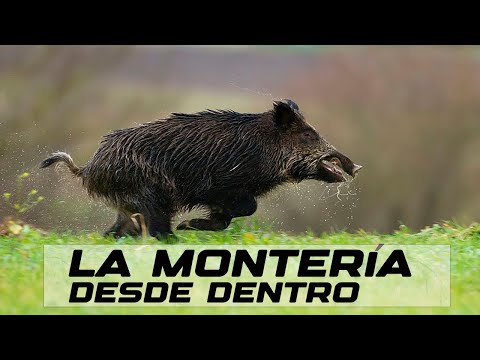 La Monteria desde dentro