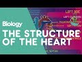 Exploring the Anatomy and Function of the Heart