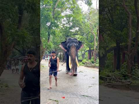 കുളി കഴിഞ്ഞ ഒരു റൗണ്ട് നടത്തം അത് നിർബന്ധമാണ് ചെന്തമരാക്ഷൻ കൂടെ രമേശ്‌ ഏട്ടനും Guruvayur elephant