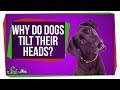 Understanding Dog Head-Tilting