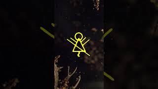 The Wilderness rewards you 4 your devotion. #Yellowjackets will return.