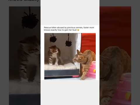 POOR KITTEN 😢                                  #youtubeshorts #viralvideo #foryou #fyp #sad