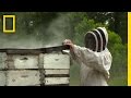 Honey Production and Extraction Process