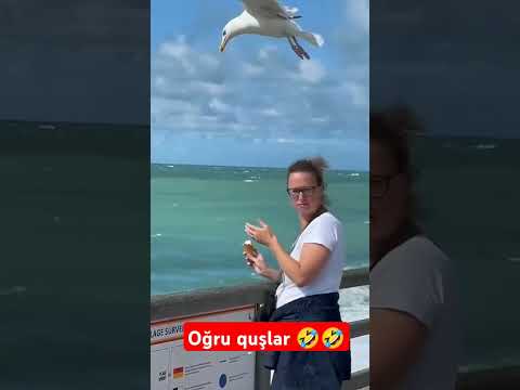 oğru quşlar #viralvideo #trending #video #love #trending #shorts #shortsvideo #funny #music #reels