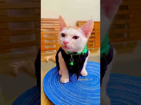মিমি আর মিঠুর চিকেন নিয়ে আলোচনা (Part 2) 🐈😂 | #MimiMithu #shorts