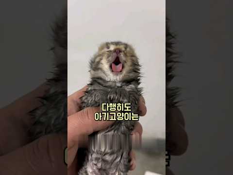 멈췄던 심장이 다시 뛰기 시작한 새끼고양이 #catvideo #고양이 ##고양이구조
