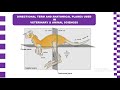 Veterinary Anatomy Directional Terms