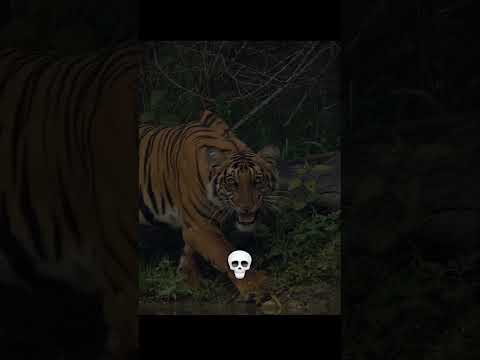 Aniamls cant be scary ð