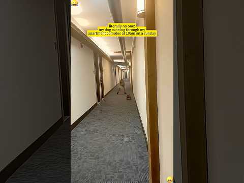 Dog Parkour 🤣 Try not to laugh 😂 #funnyvideo #funny #dog #fypyoutube #fyp #dogs #youtube #foryou