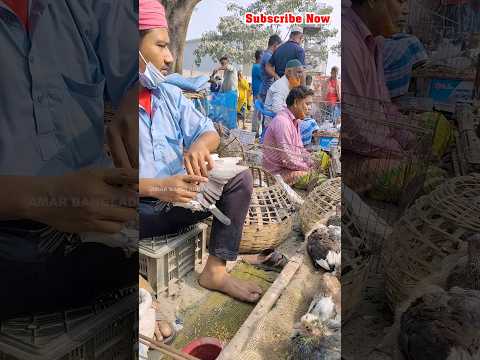 দেখুন কিভাবে কবুতরের বাচ্চাকে খাবার খাওয়ানো হয় #pigeon #kobutor #short #kabutar #viralshort  6