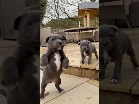 Cute staffy puppies dancing and barking #staffypuppy #puppy #cutepuppy #staffy #pibble #pitbullpuppy