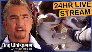 Best Advice from The Dog Whisperer - Cesar Millan