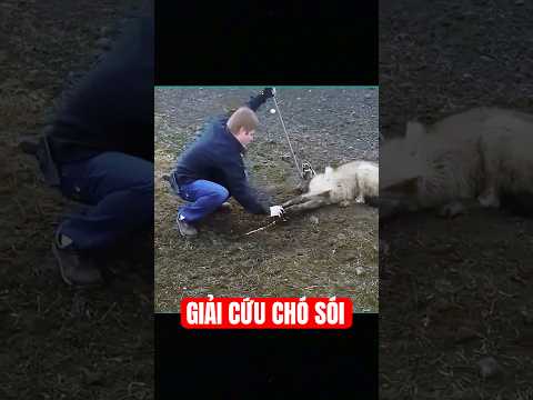 Chó sói hoang bị kẹp trong bẫy sắt, may mắn gặp được người tốt bụng cứu giúp #short