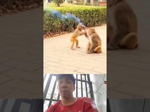 Two mischievous monkeys and the unexpected ending #shortvideo #funny #viral #animals #comedy