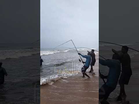 റോഡ് ഒടിച്ച തിരണ്ടി പാർട്ട് 1 🎣🎣 #fish#fisherman #fishinglife #viralshorts #viral #beach #shorts