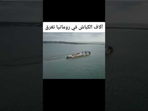 كباش رومانيا تغرق #أسعار_المواشي_من_كل_أسواق_الجزائر #اسعار_المواشي #أسعار_كباش_العيد