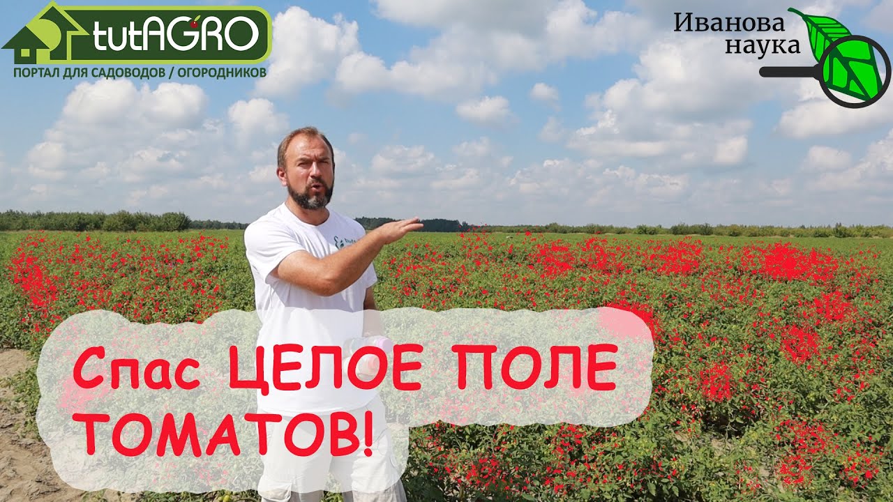 Томаты не почернеют и не отвалятся, фитофтора не придет, урожай радует! Профессиональные советы.