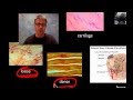Exploring Human Anatomy and Physiology