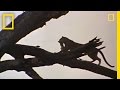 Understanding Cats' Abilities and High-Rise Syndrome