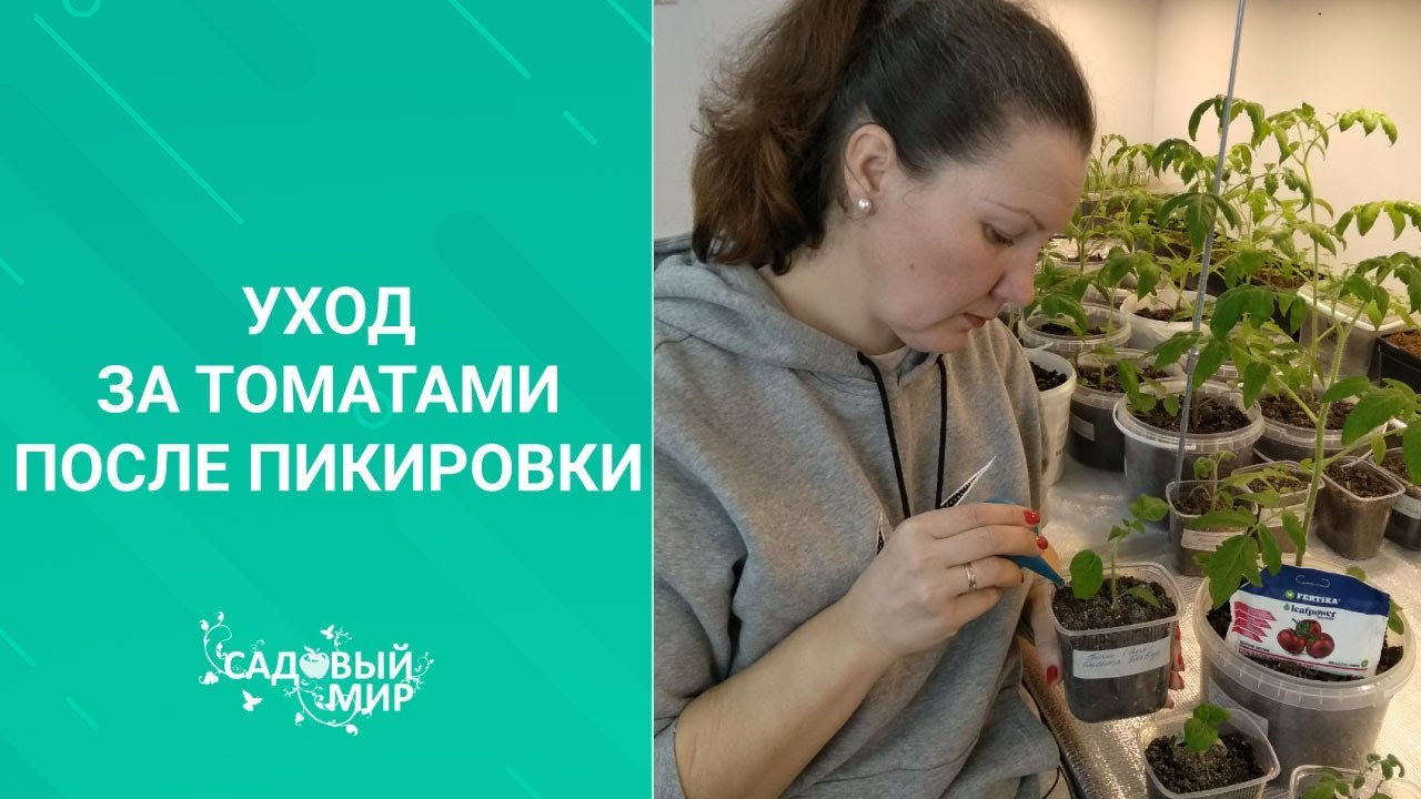 Уход за томатами после пикировки в марте