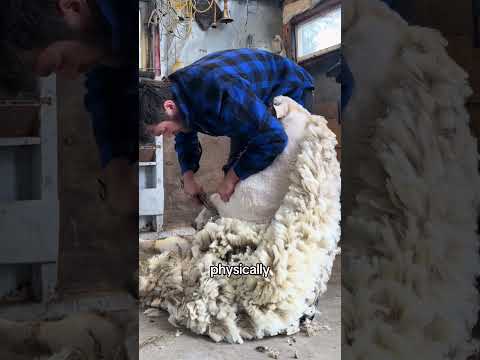 Sheep Shearing #sheep #animalfacts #farmanimals