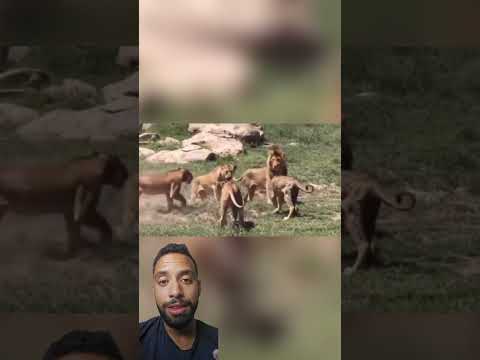 Leoa invasora é atacada