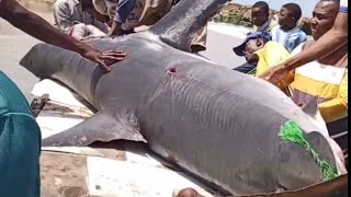 BIG SHAKE FISHING IN INDIAN OCEAN SEA AMAZING FISHING VIDEO 