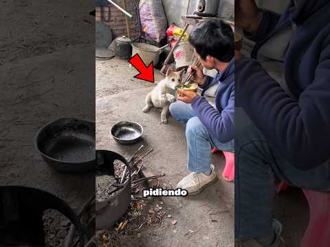 Comida para mamá: Un acto de amor❤️🐶#shorts
