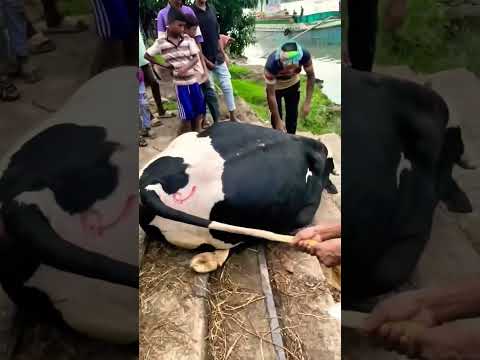 ২০২৫ কোরবানে এমন অনেক বড় বড় গরু মারা গিয়েছে। কখনোকি ভেবে দেখেছের কেন এমনটা হয়??