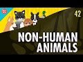 Ethical Considerations of Animal Treatment