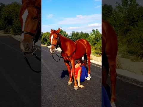 🐎অমর ঘোড়া || Immortal horse | #shorts #horse
